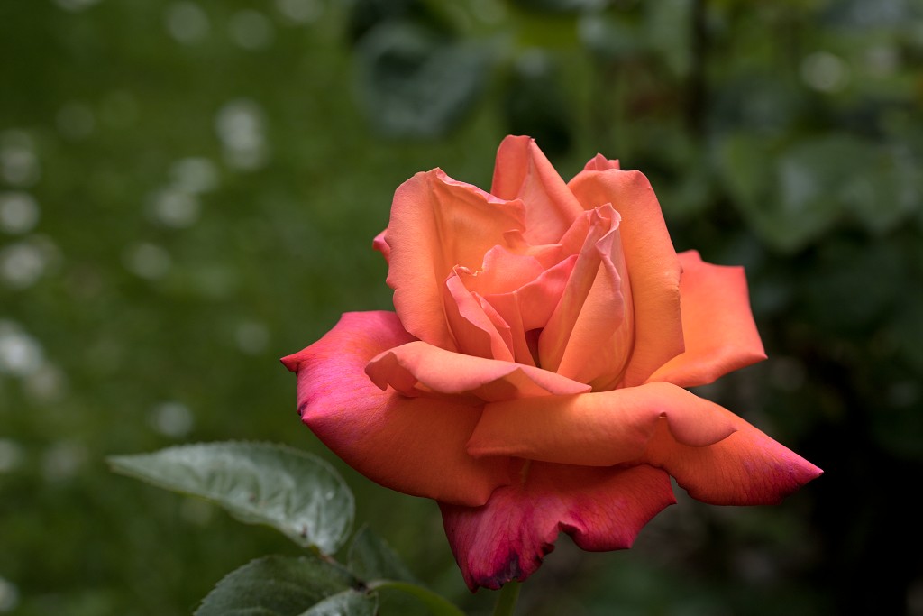 rode rozen roos rosa flora natuur bloem bloemen cultivars cultivar fleurop rosaceae tuin rozentuin valentijn valentijsdag romantiek liefde merci